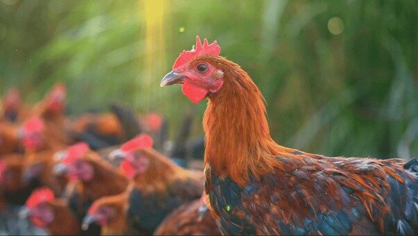 ‘อำเภอฉงเหริน’ ปั้นอุตสาหกรรม ‘ไก่’ สร้างรายได้กว่า 3 พันล้านหยวน