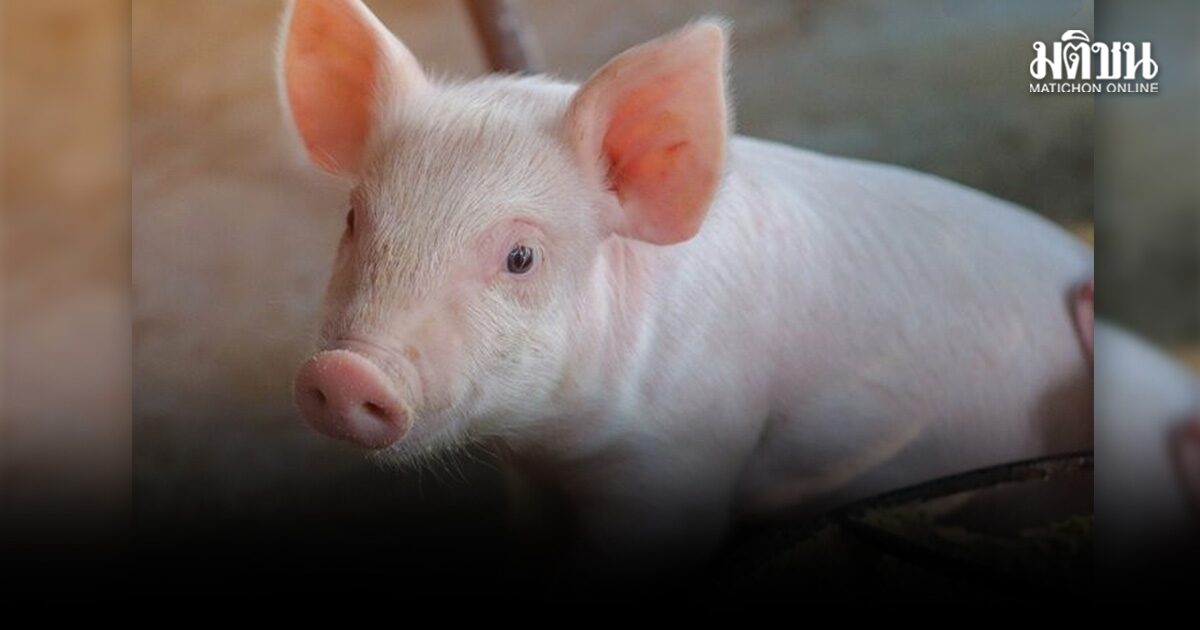 จีน ปลูกถ่าย ตับหมู ร่วมกับ ไตหมู ในมนุษย์ สำเร็จครั้งแรกของโลก