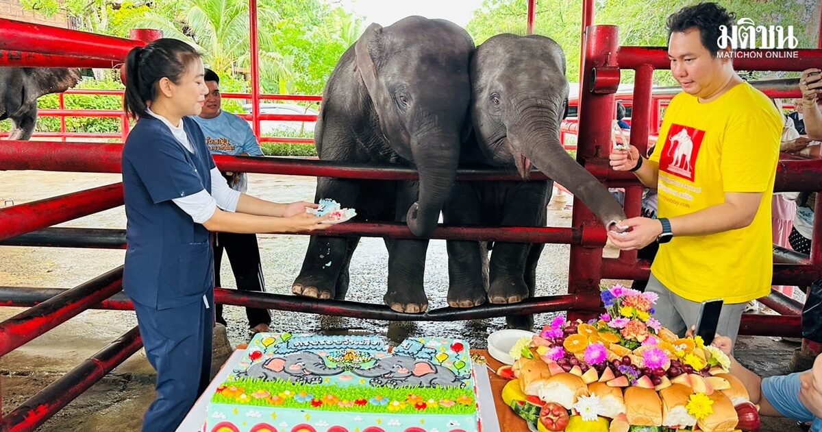 จัดใหญ่ฉลองวันเกิด 2 ขวบ ‘ช้างแฝดต่างเพศ คู่แรกของโลก’