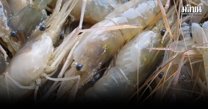 kungggshrimp1