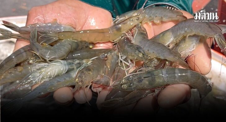 trang shrimp crisis6