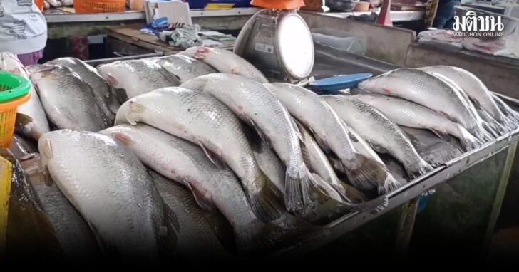 ปลา01