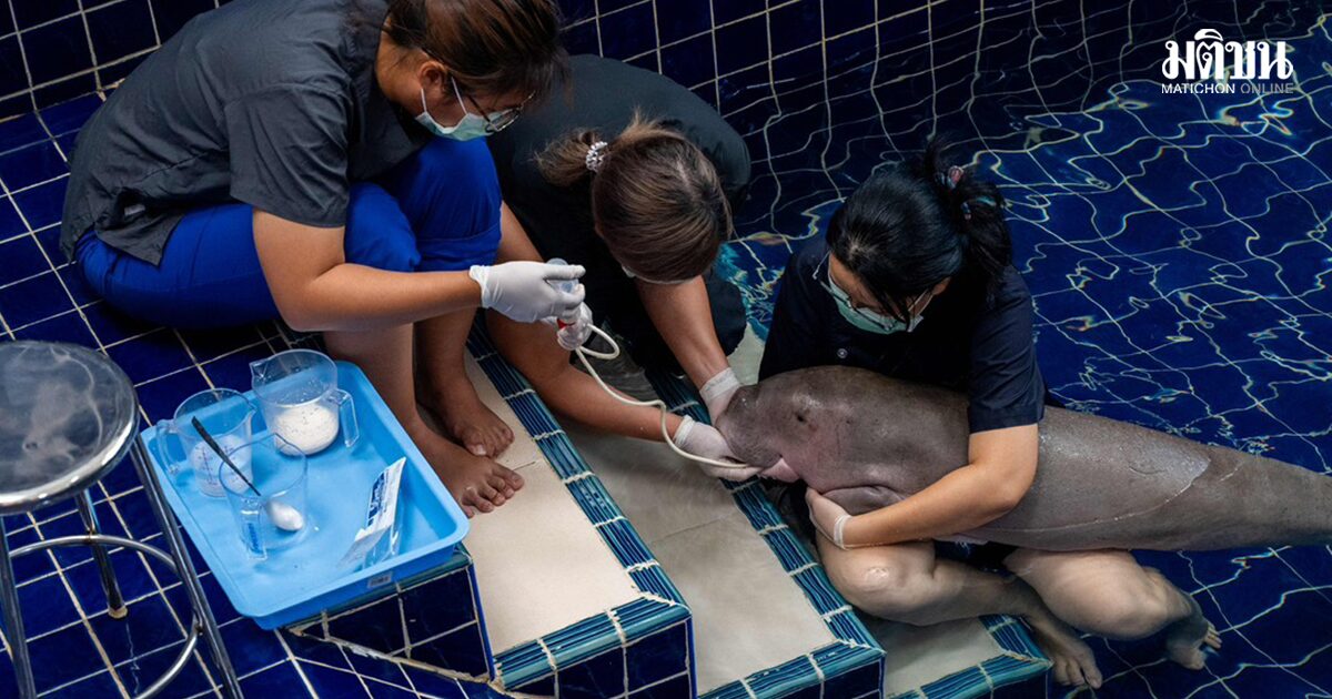 รมว.ทส. กำชับเร่งชันสูตร สาเหตุการตาย ลูกพะยูนพลัดหลงฝูง ยกระดับช่วยสัตว์ทะเลหายาก