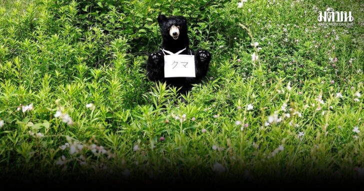 2026-07-03T100913Z_2058831721_RC266MAEMIYV_RTRMADP_3_JAPAN-BEARS