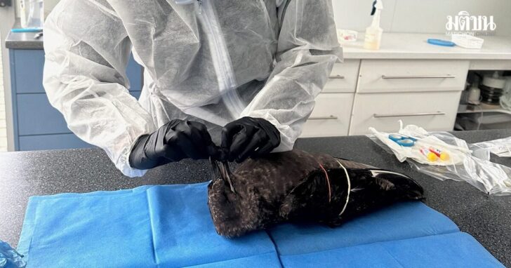 Department of Primary Industries (DPIRD) veterinarian takes samples from a dead brown skua to test for the H5N1 bird flu at Esperance Wildlife Hospital, in Esperance