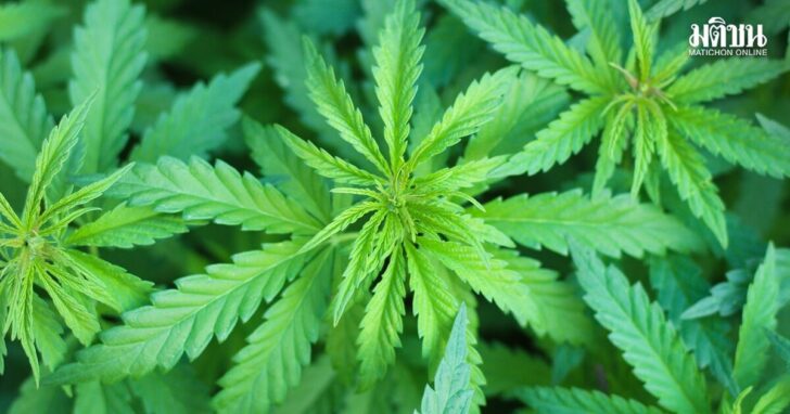 peterpike-medicinal-marijuana- กัญชา
