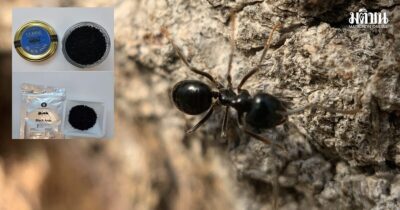 ant