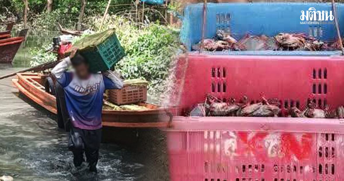 จับกุม ลักลอบนำเข้า ‘ปูทะเลเถื่อน’ จากเมียนมา 30 ตะกร้า 570 กก. ผ่านระนอง