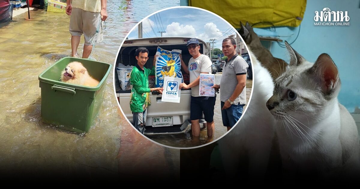 สมาคมป้องกันทารุณสัตว์ฯ เร่งช่วยหมา-แมว ‘เคหะร่มเกล้า’ เผย บางครอบครัวเลี้ยง 21 ตัว ห่วงอดอาหาร