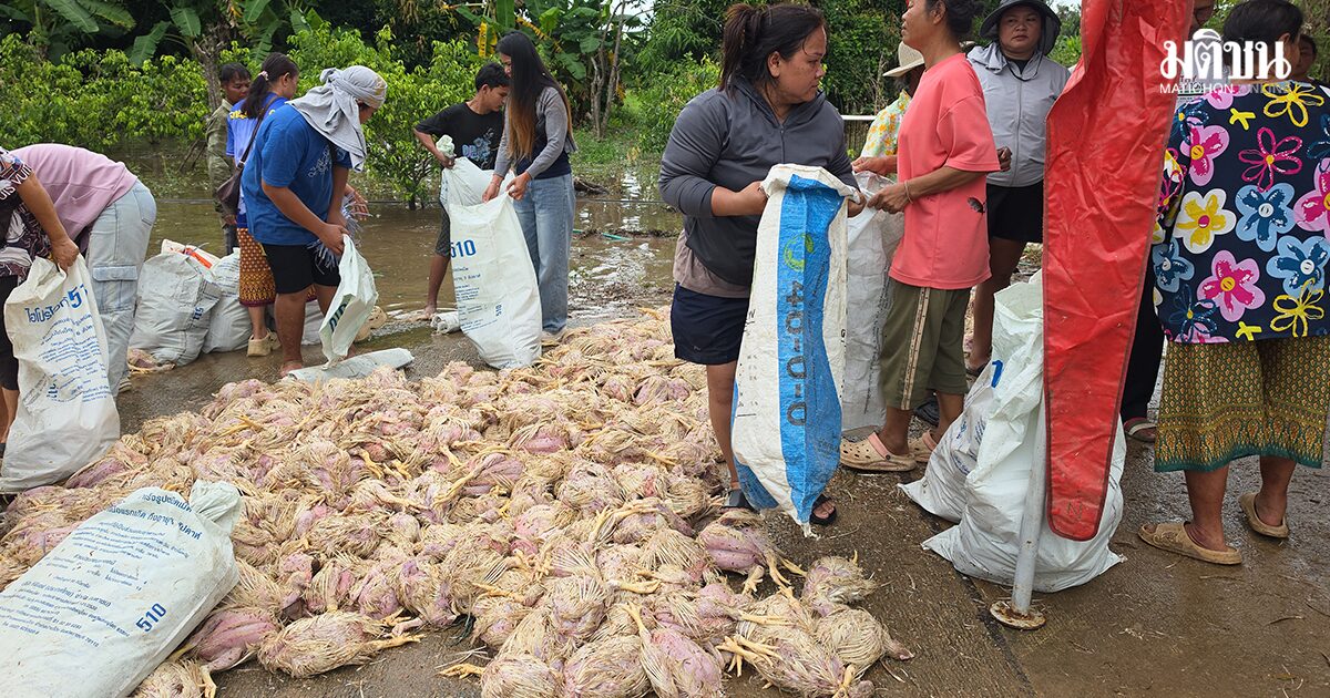 น้ำท่วมถล่มฟาร์มไก่ จมน้ำตายนับหมื่นตัว ขาดทุนยับเป็นล้าน ยอมขนขายถูก เร่งระบาย