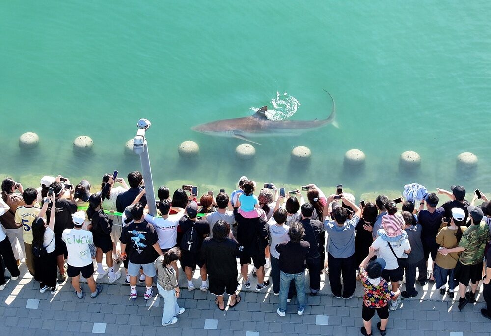 shark