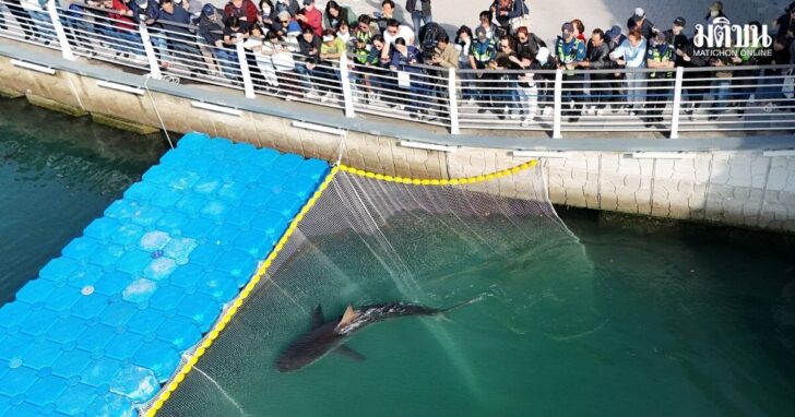 2026-10-21T101215Z_1881982464_RC2I7OA8KXJV_RTRMADP_3_SOUTHKOREA-SHARK