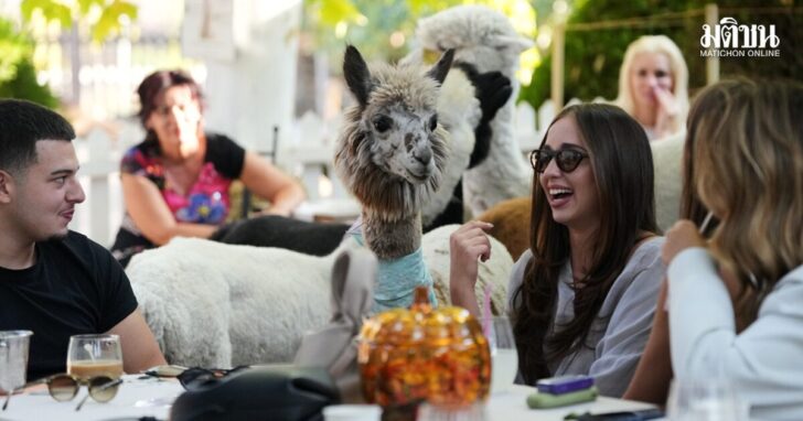 APTOPIX Serbia Alpaca Bar คาเฟ่ อัลปากา