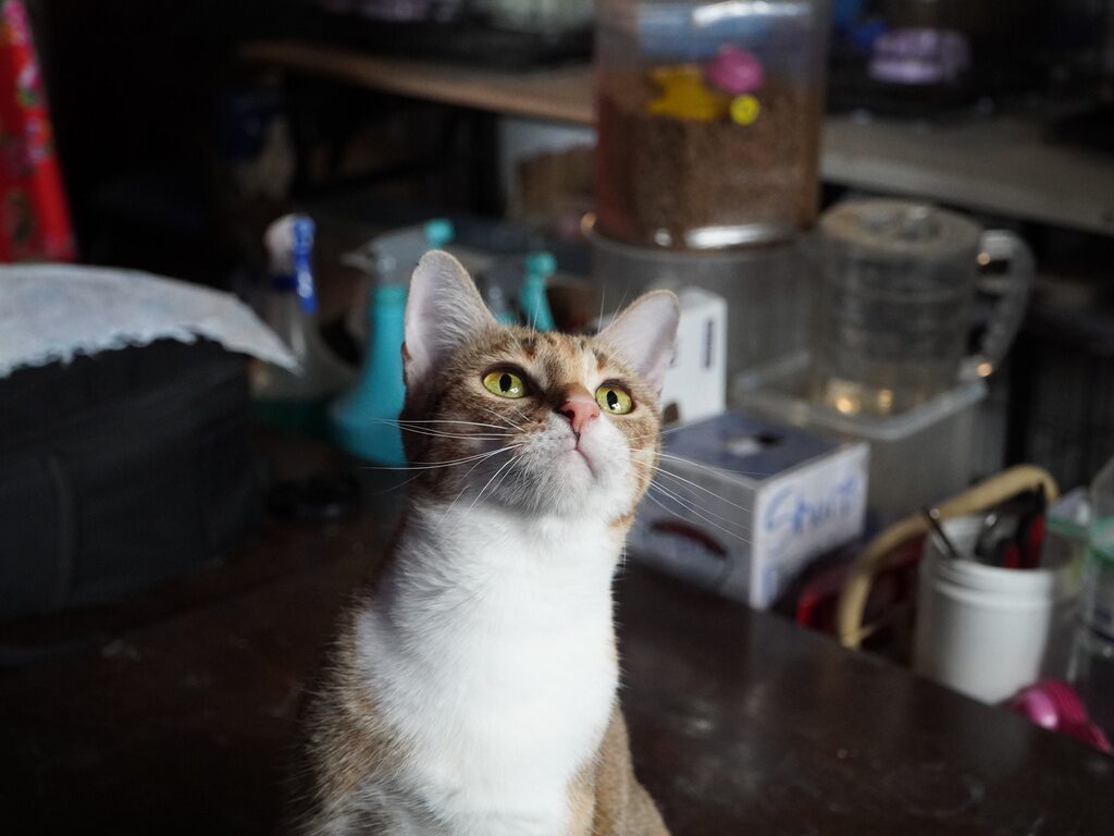 แมว