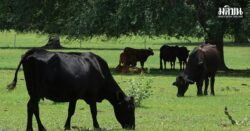 cow