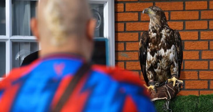 eagle
